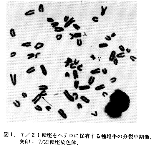 図1.7/21転座をヘテロに保有する種雄牛の分裂中期像