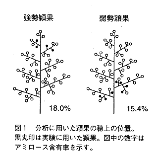 図1 分析に用いた穎果の穂上の位置