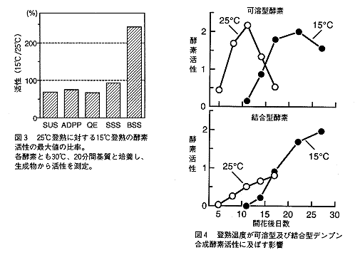 図3 25°C登熟に対する15°C登熟の酵素活性の最大値の比率 図4 登熟温度が可溶型および結合型デンプン合成酵素活性に及ぼす影響