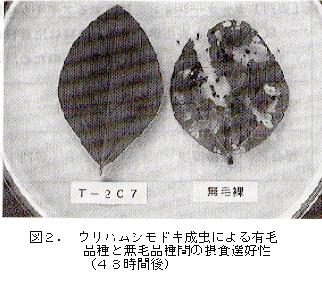 図2 ウリハムシモドキ成虫による有毛品種と無毛品種間の摂食選好性