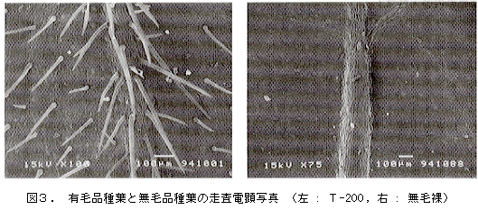図3 有毛品種葉と無毛品種葉の走査電顕写真