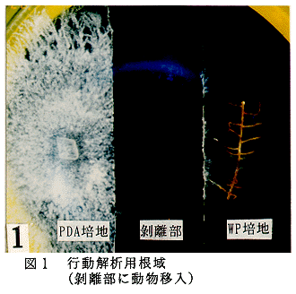 図1 行動解析用根域