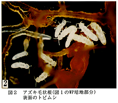 図2 アズキ毛状根表面のトビムシ
