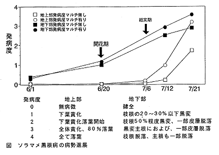図 ソラマメ黒根病の病勢進展