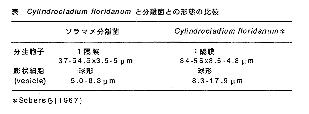 表 Cylindrocladium floridanumと分離菌との形態の比較