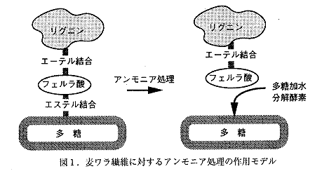 図1 麦ワラ線維に対するアンモニア処理の作用モデル