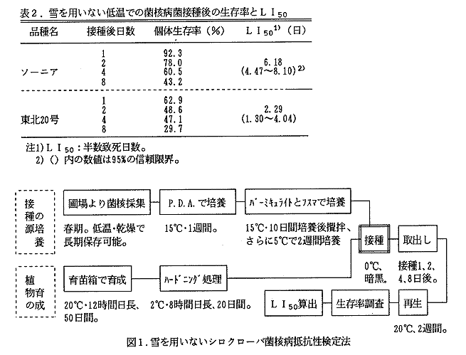 表2 雪を用いない低温での菌核病菌接種後の生存率とLI50 図1 雪を用いないシロクローバ菌核病抵抗性検定法