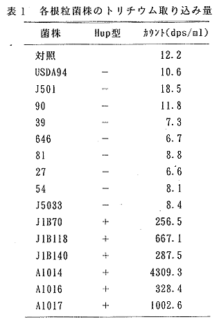 表1 各根粒菌株のトリチウム取り込み量