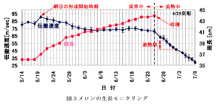 図3 メロンの生長モニタリング