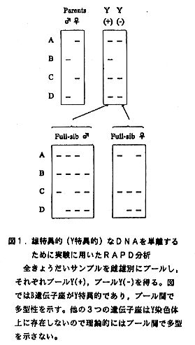 図1 雄特徴的なDNAを単離するために実験に用いたRAPD分析