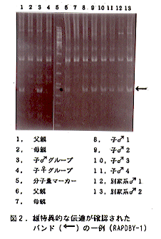 図2 雄特異的な伝達が確認されたバンドの一例