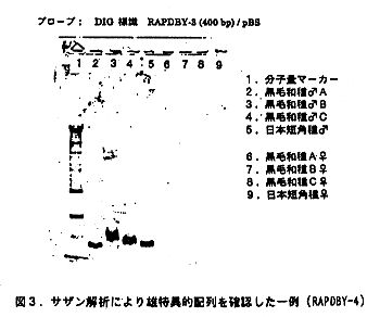 図3 サザン解析により雄特異的配列を確認した一例