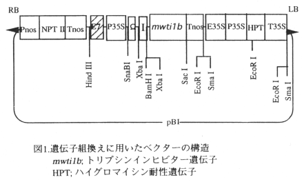 図1.遺伝子組換えに用いたベクターの構造