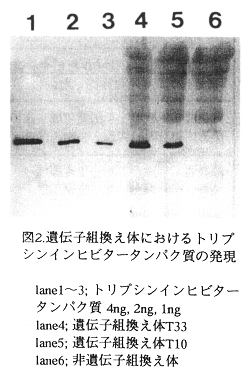 図2.遺伝子組換え体におけるトリプシンインヒビタータンパク質の発現