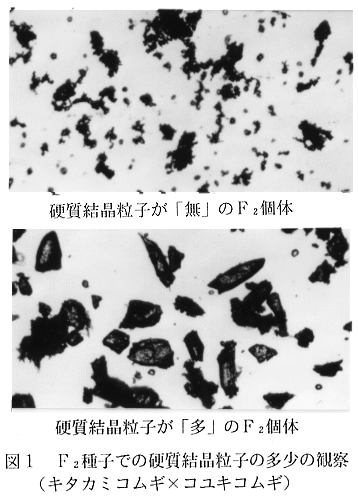 図1.F2種子での硬質結晶粒子の多少の観察