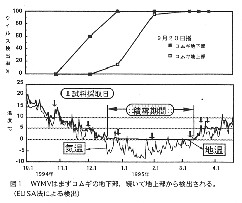 図1.WYMVはまずコムギの地下部、続いて地上から検出される。