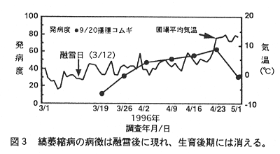 図3.縞萎縮病の病徴は融雪後に現れ、生育後期には消える。