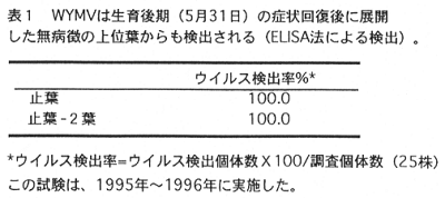 表1.WYMVは生育後期(5月31日)の症状回復後に展開した無病徴の上位葉からも検出される。