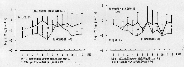 図3.原虫感染後の末梢血単核球におけるIFN-γmRNAの発現、図4.原虫感染後の末梢血単核球におけるTNF-αmRNAの発売