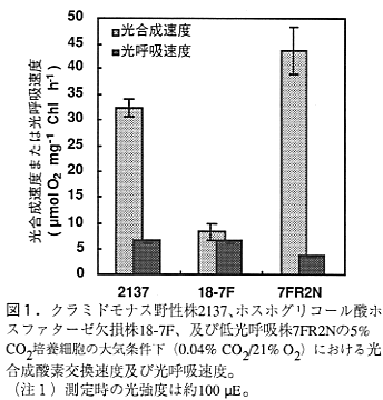 図1 クラミドモナス野生株2137、ホスホグリコール酸ホスファターゼ欠損株18-7F、及び低光呼吸株7FR2Nの5%CO2培養細胞の大気条件下における光合成酸素交換速度及び光呼吸速度