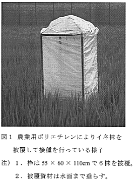 図1 農業用ポリエチレンによりイネ株を被覆して接種を行っている様子