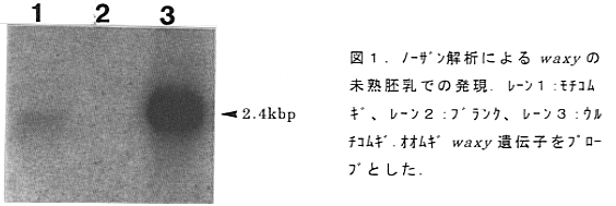図1 ノーザン解析によるwaxyの未熟胚乳での発現