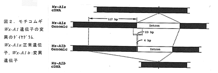 図2 モチコムギWx-A1遺伝子の変異のダイヤグラム