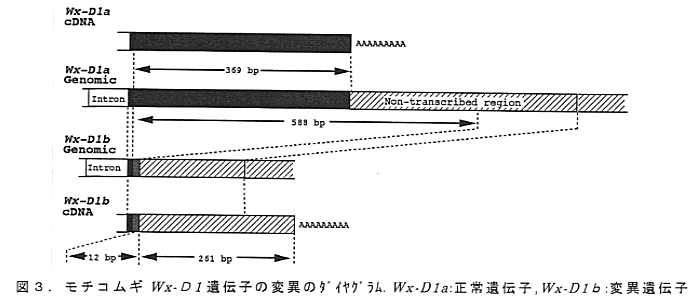 図3 モチコムギWx-D1遺伝子の変異のダイヤグラム