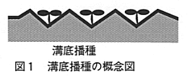 図1 溝底播種の概念図