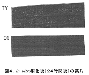図4 In vitro消化後(24時間後)の葉片