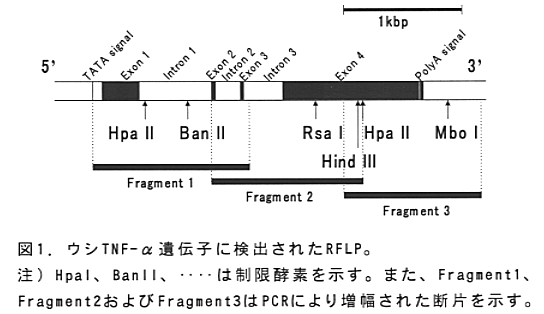 図1 ウシTNF-α遺伝子に検出されたRFLP