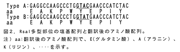 図2 Rsal多型部位の塩基配列と翻訳後のアミノ酸配列