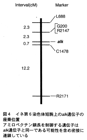 図4.イネ第6染色体短腕上のalk遺伝子の座乗位置