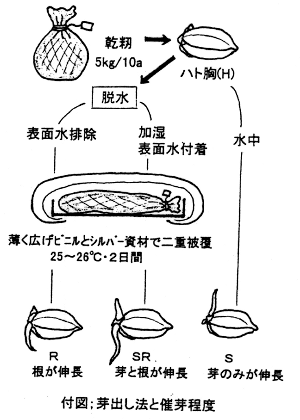 付図:芽出し法と催芽程度