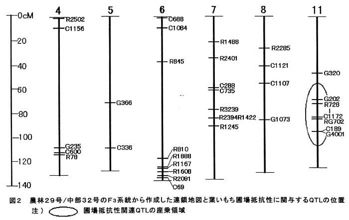 図2.農林29号/中部32号のF3系統から作成した連鎖地図と葉いもち圃場抵抗性に関与するQTLの位置