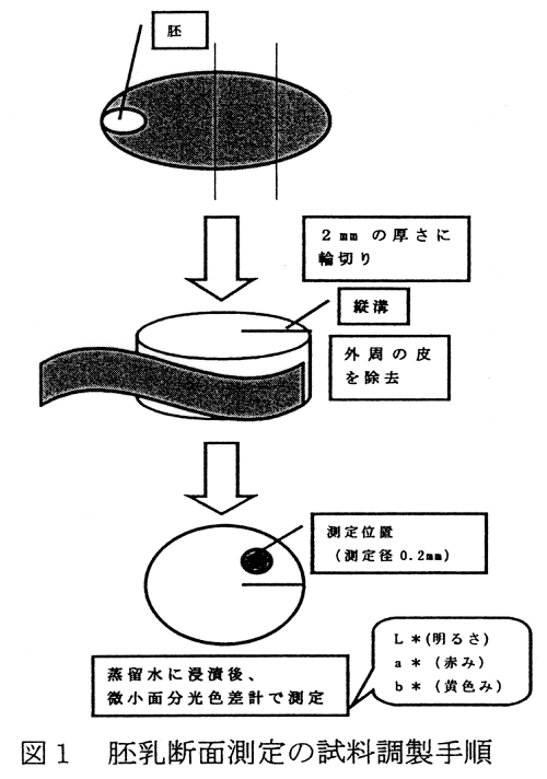 図1.胚乳断面測定の試料調製手順