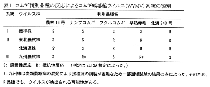 表1.コムギ判別品種の反応によるコムギ縞萎縮ウイルス(WYMV)系統の類別