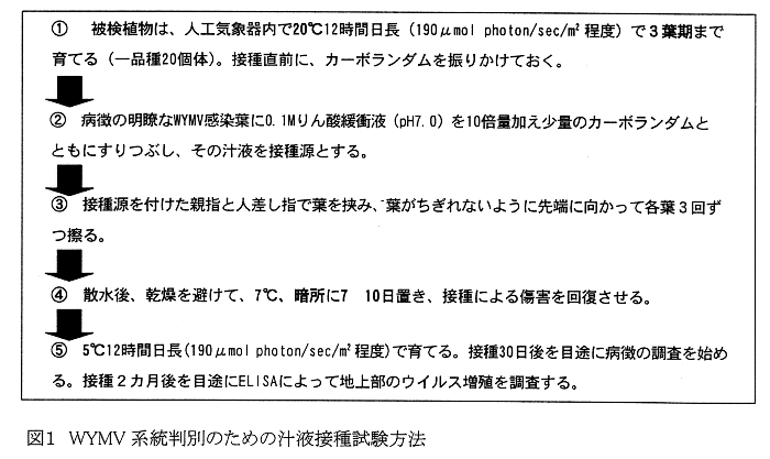 図1.WYMV系統判別のための汁液接種試験方法