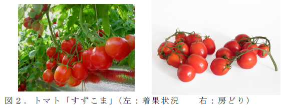 図2 . トマト「盛平1 号」( 左: 着果状況 右: 房どり収穫)