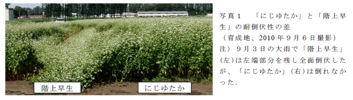 写真1 「東北1 号」と「階上早生」 の耐倒伏性の差