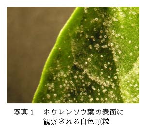 ほうれん草 シュウ 酸