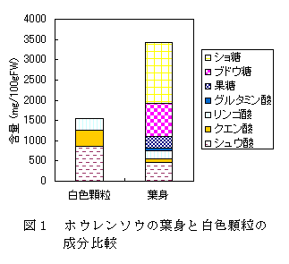 図1 ホウレンソウの葉身と白色顆粒の成分比較