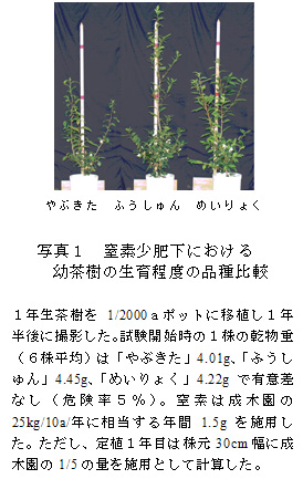 写真1 窒素少肥下における幼茶樹の生育程度の品種比較