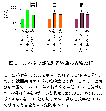 図1 幼茶樹の部位別乾物重の品種比較