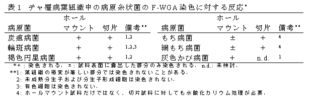 表1 チャ罹病葉組織中の病原糸状菌のF-WGA染色に対する反応