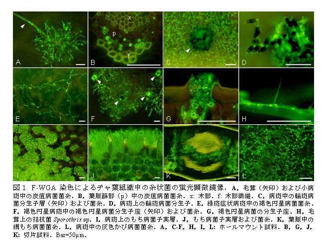 図1 F-WGA染色によるチャ葉組織中の糸状菌の蛍光顕微鏡像.