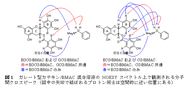 図1 ガレート型カテキン/BMAC混合溶液のNOESYスペクトル上で観測される分子間クロスピーク