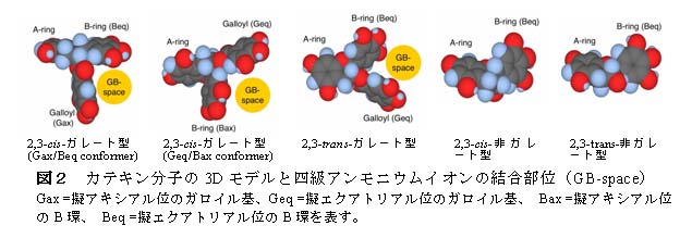 図2 カテキン分子の3Dモデルと四級アンモニウムイオンの結合部位