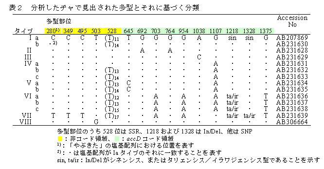 表2 分析したチャで見出された多型とそれに基づく分類