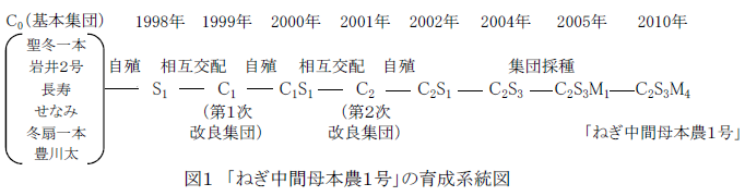 図1 「ねぎ中間母本農1号」の育成系統図